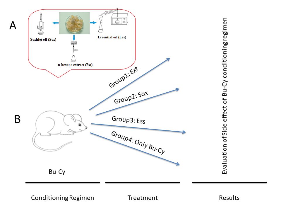 The effect of frankincense derivatives on Bu-Cy conditioning regimen