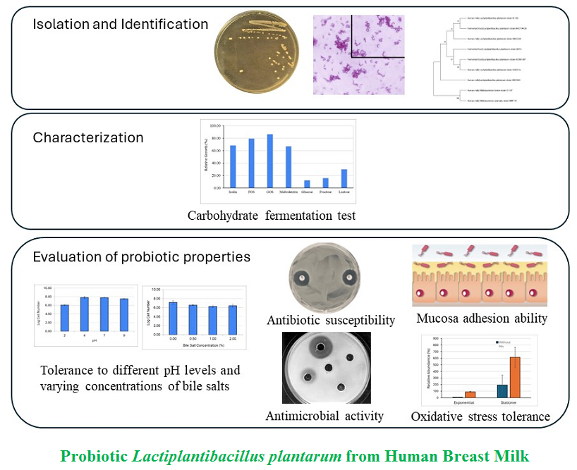 Probiotic L. plantarum from Human Breast Milk 