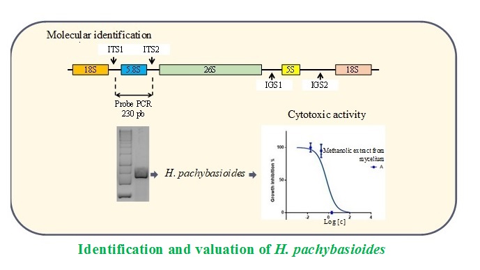 Identification and valuation of H. pachybasioides_
