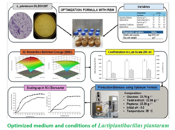 Optimized medium and conditions of Lactiplantibacillus plantarum