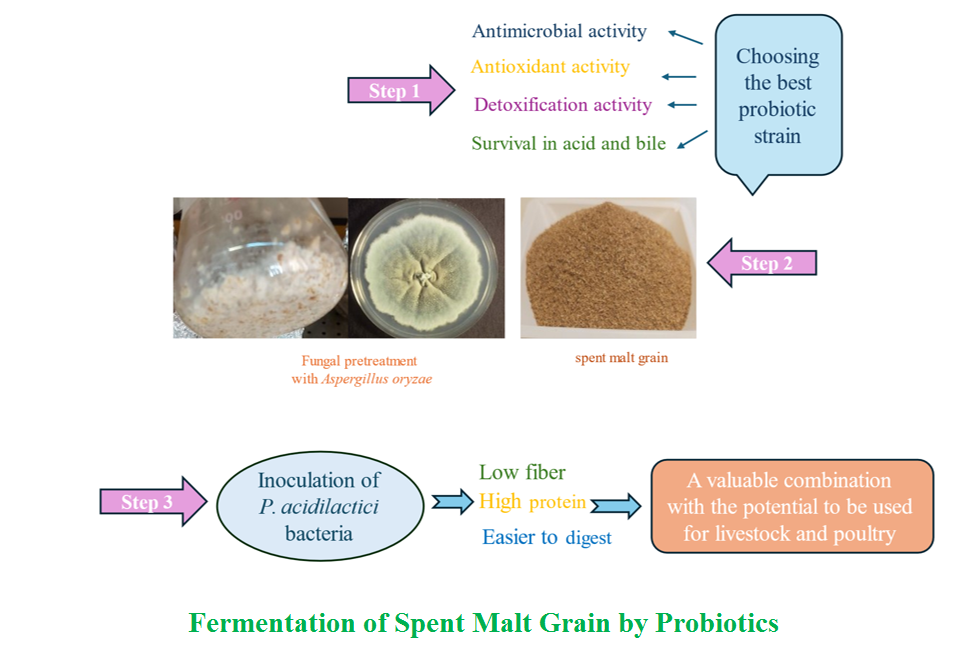 Fermentation of Spent Malt Grain by Probiotics 
