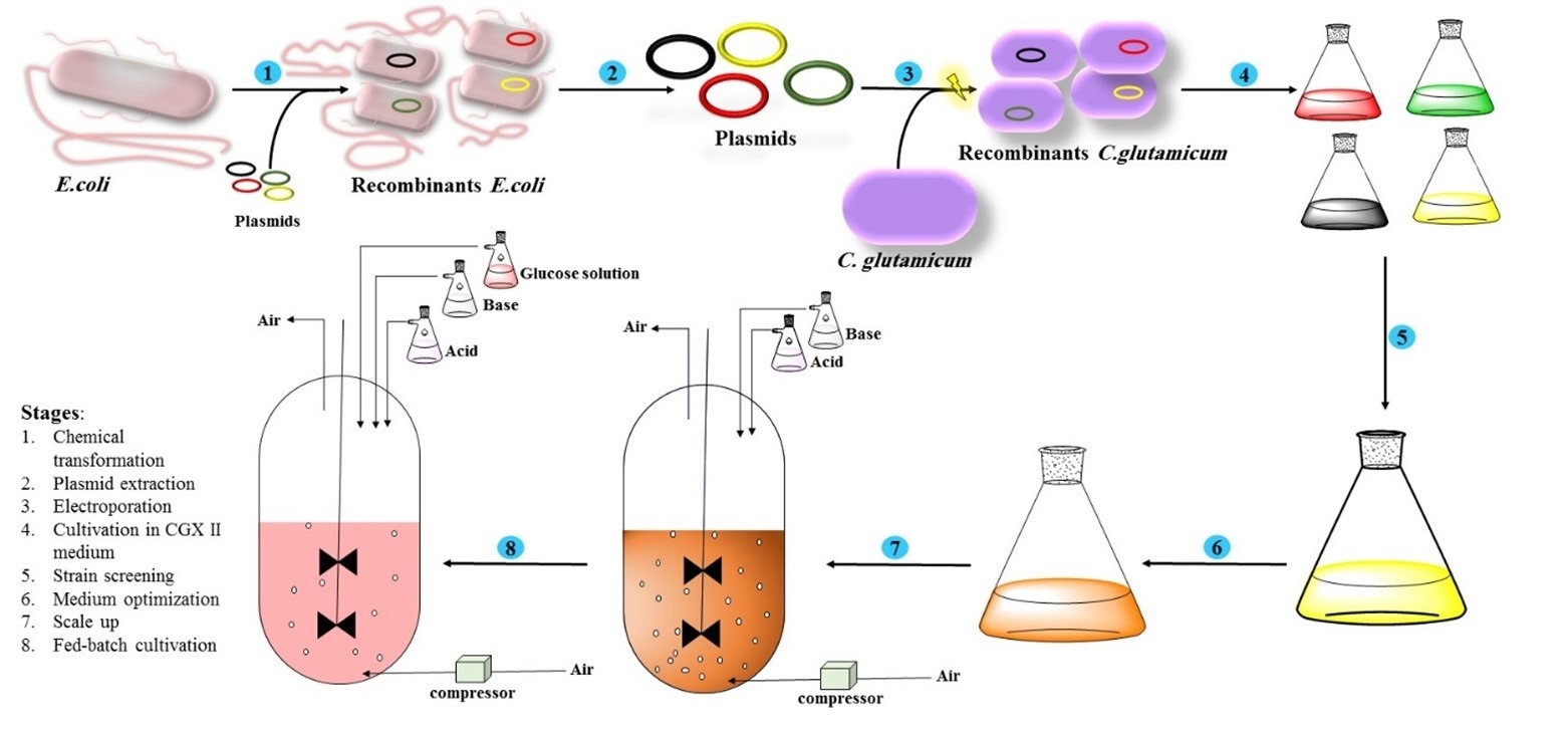 Medium optimization and fed-batch fermentation of heterologous HA 