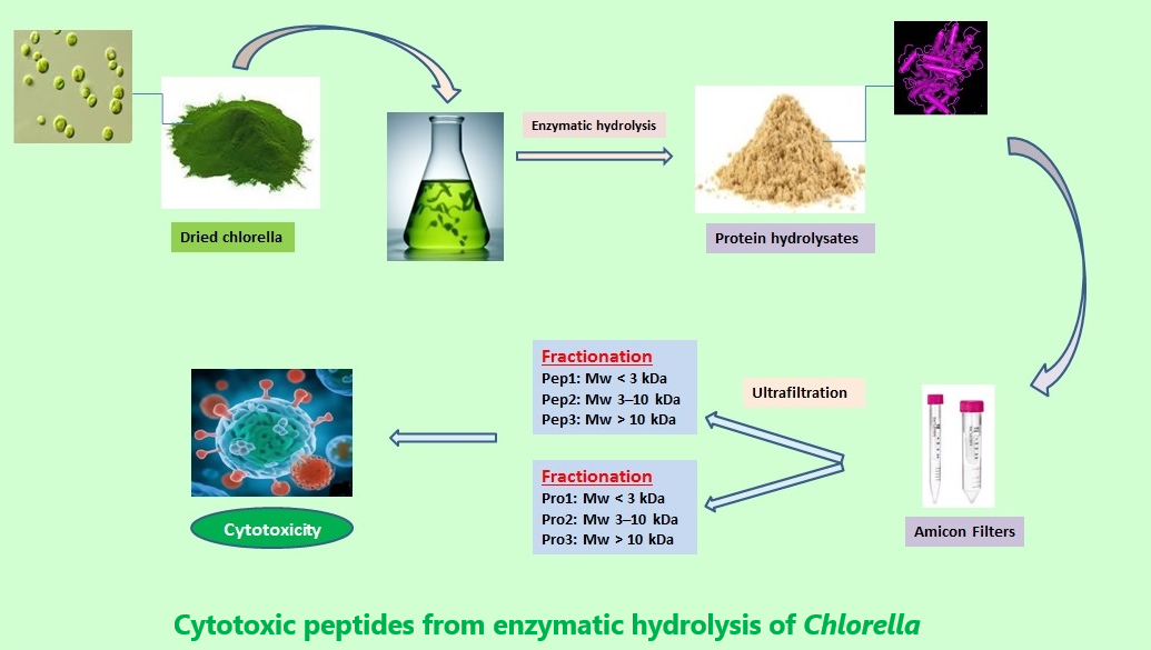 Cytotoxic peptides from enzymatic hydrolysis of Chlorella