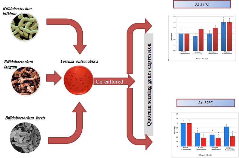 QS Gene Regulation by Bifidobacteria and Heat