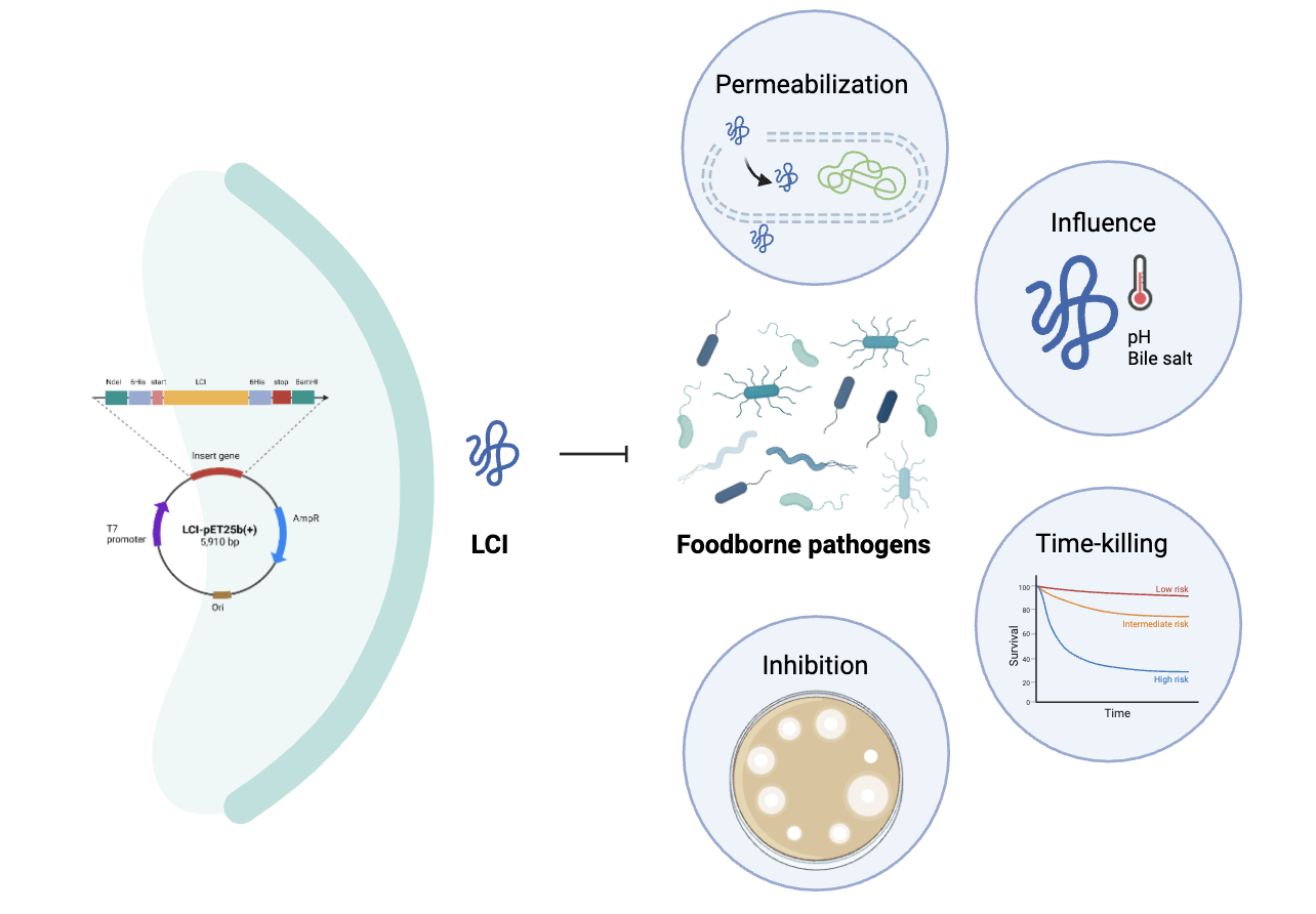 Novel Heat-stable Recombinant LCI Bacteriocin