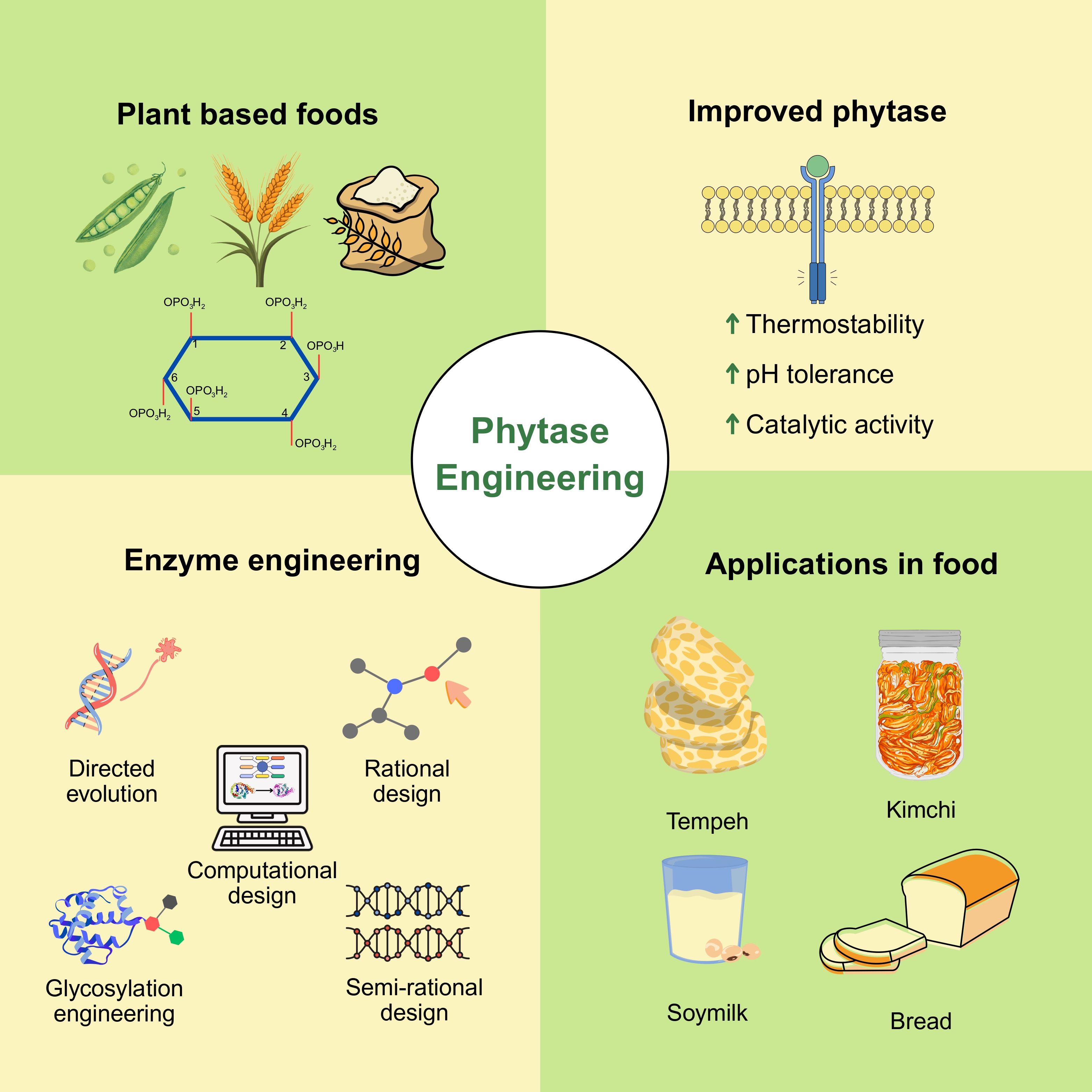 Engineering Phytase for Better Nutrient Bioavailability