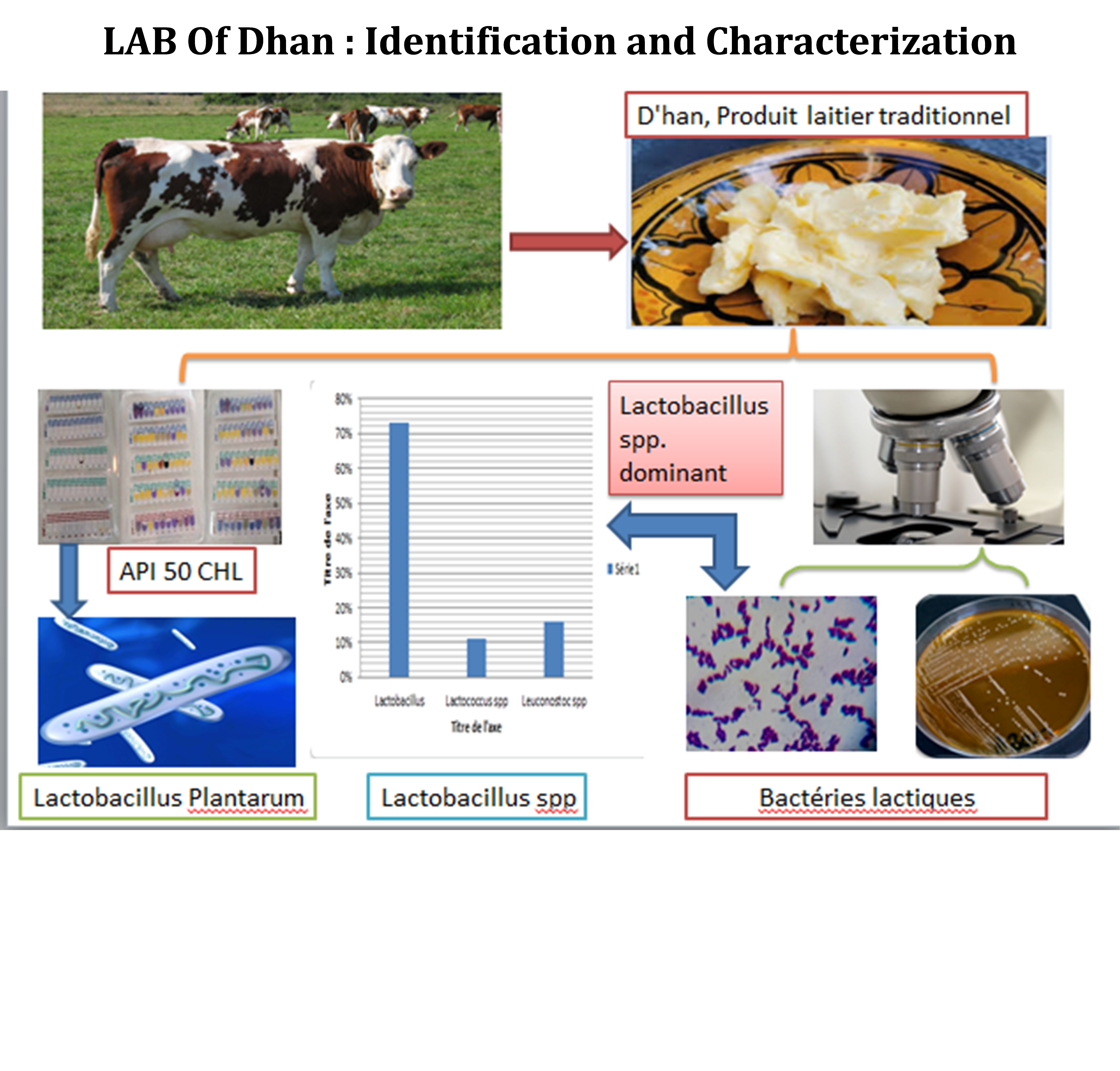 Lactic Acid Bacteria in Dhan Fermentation