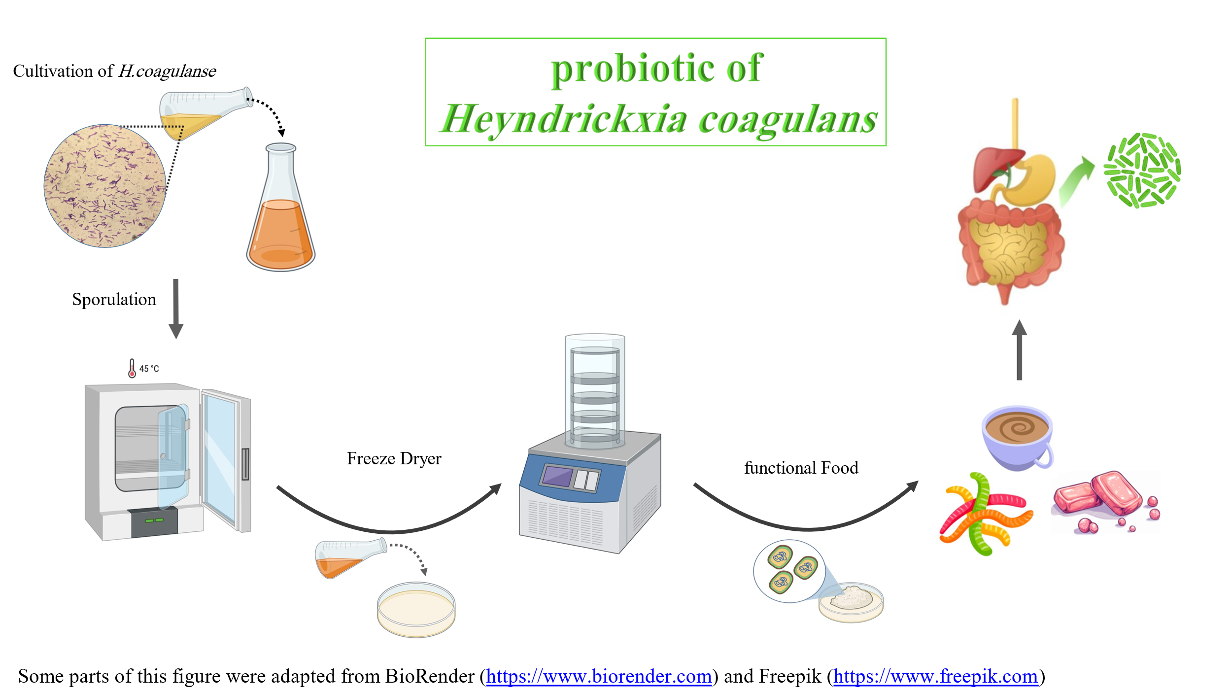 Heyndrickxia coagulans spores in functional foods 