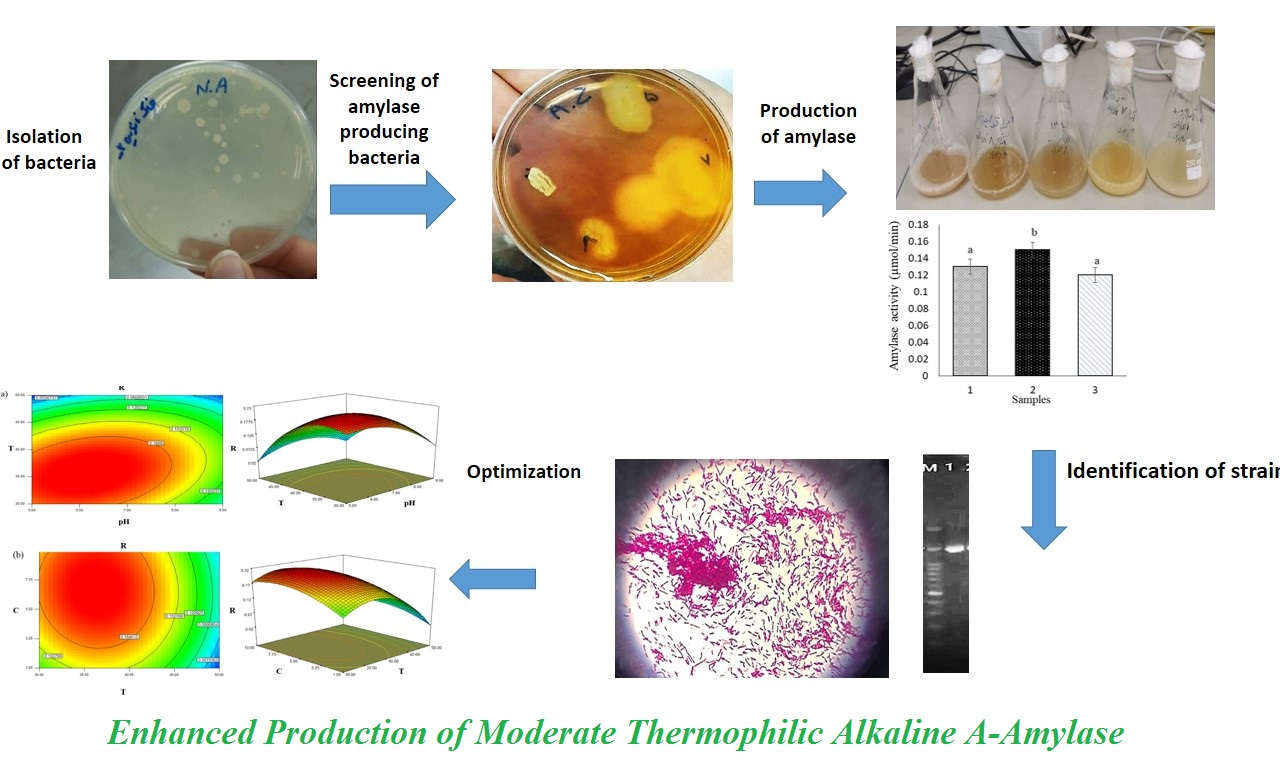 Enhanced production of moderate thermophilic alkaline α-amylase 