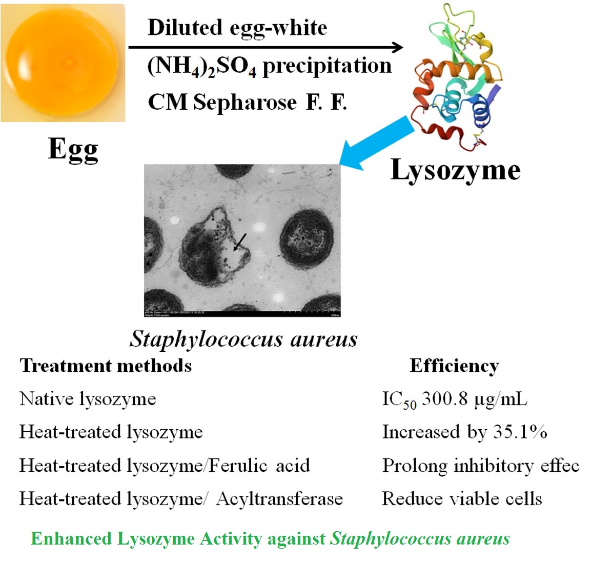 Enhanced Lysozyme Activity against Staphylococcus aureus 