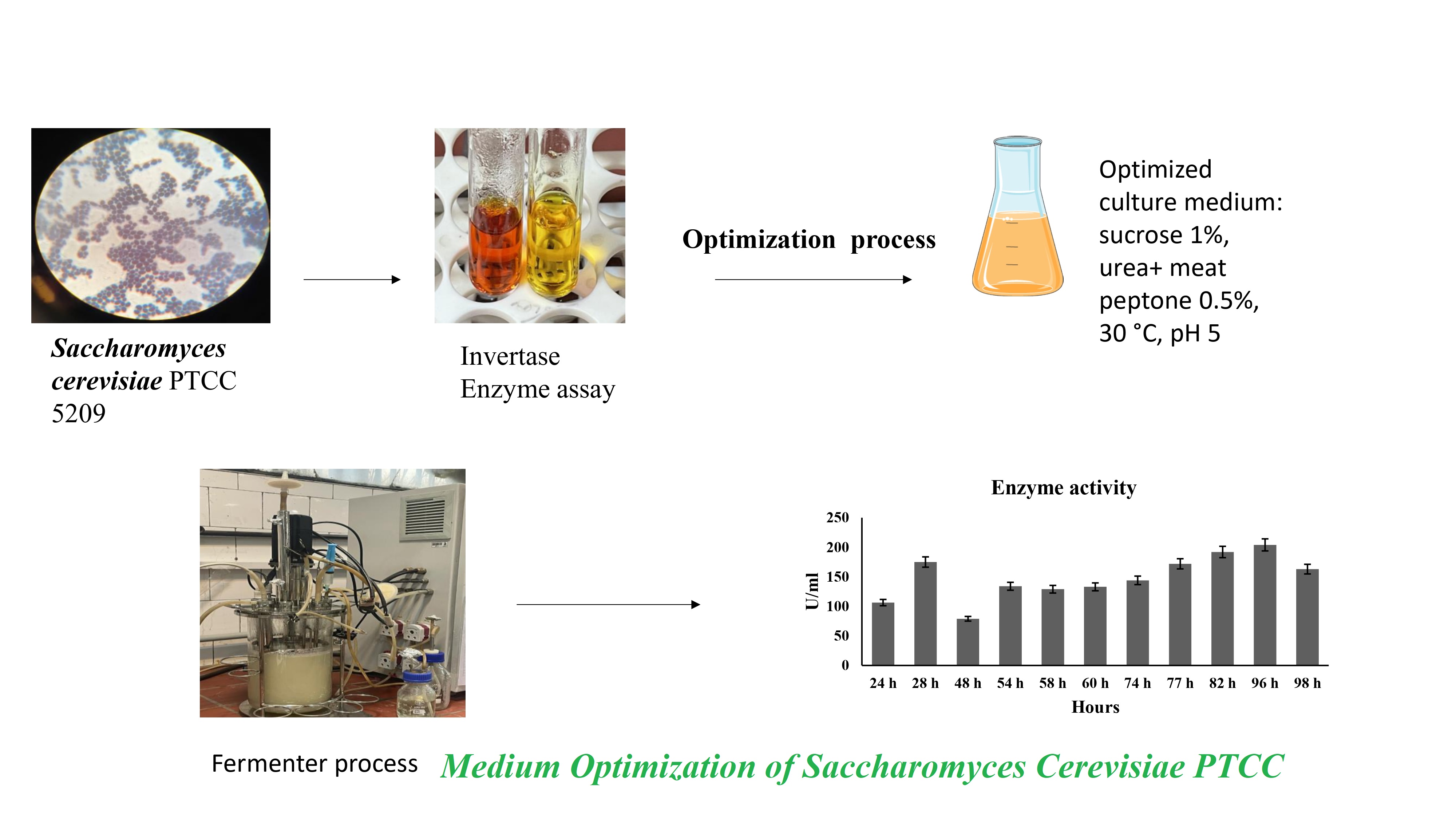 Medium Optimization of Saccharomyces Cerevisiae PTCC 