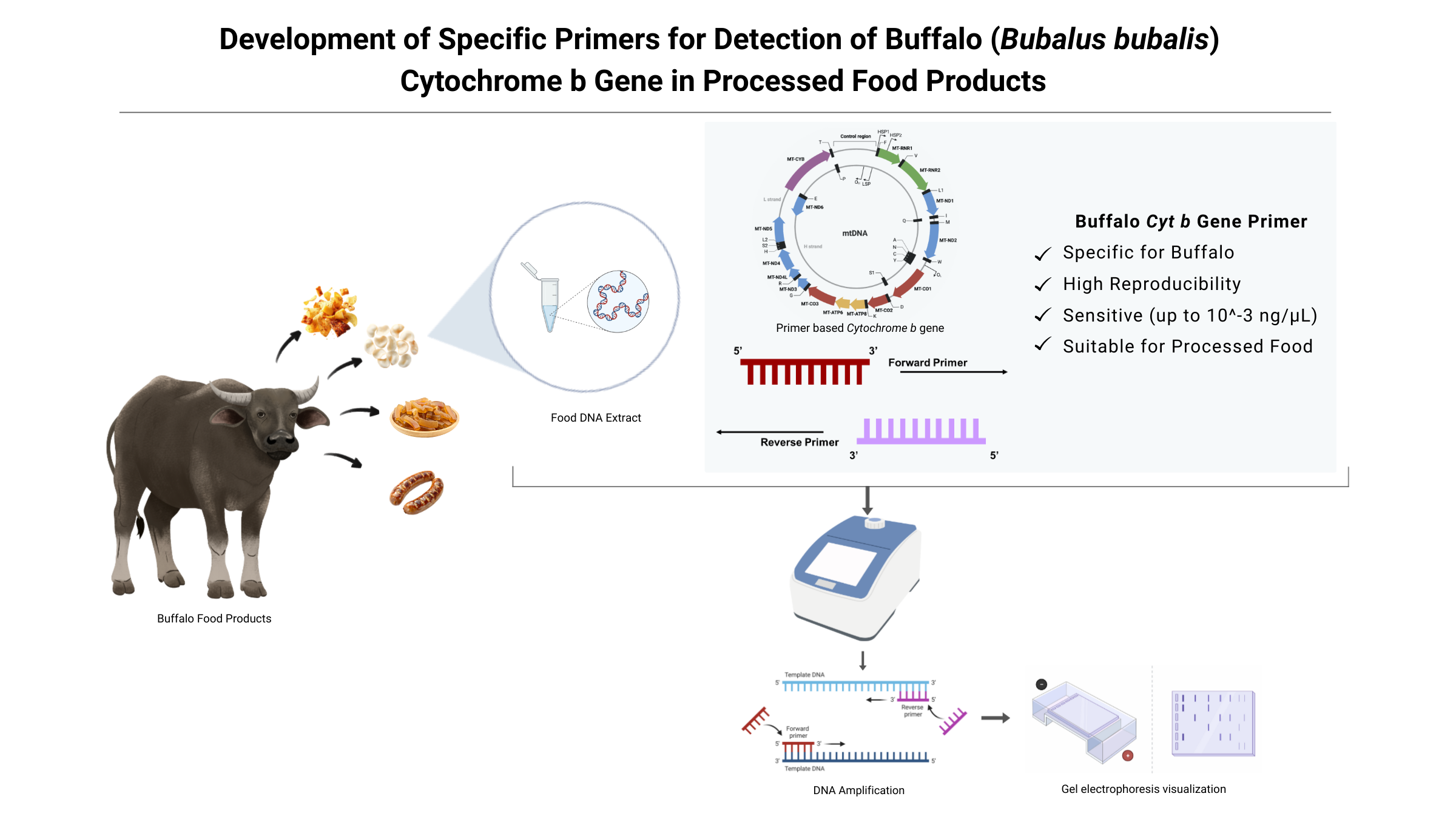 Detection of Buffalo Gene by specific primer 