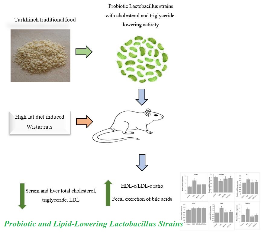 Probiotic and Lipid-Lowering Lactobacillus Strains 