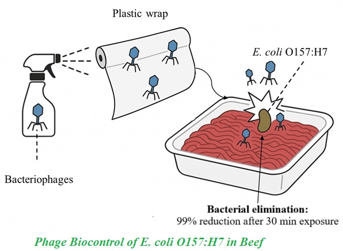 Phage Biocontrol of E. coli O157:H7 in Beef  