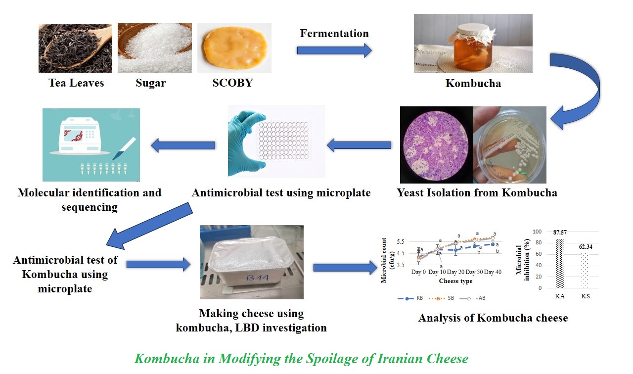Kombucha in Modifying the Spoilage of Iranian Cheese 