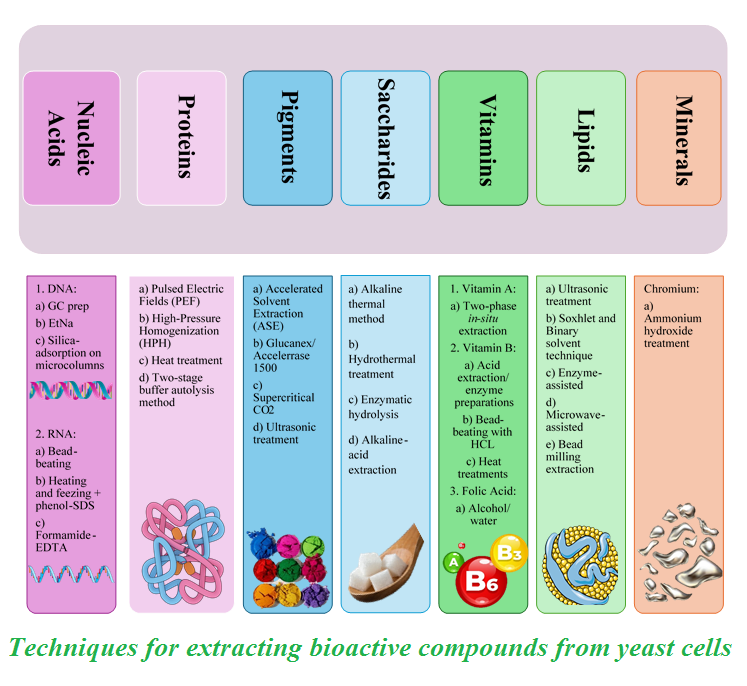 Techniques for extracting bioactive compounds from yeast cells