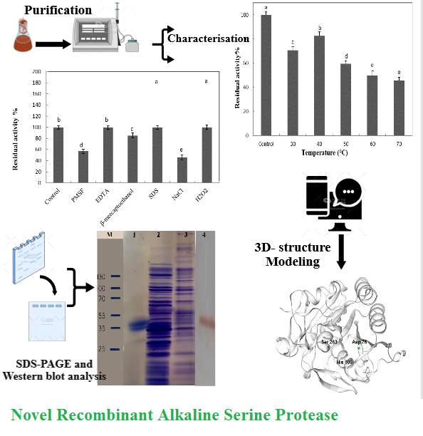 Novel Recombinant Alkaline Serine Protease