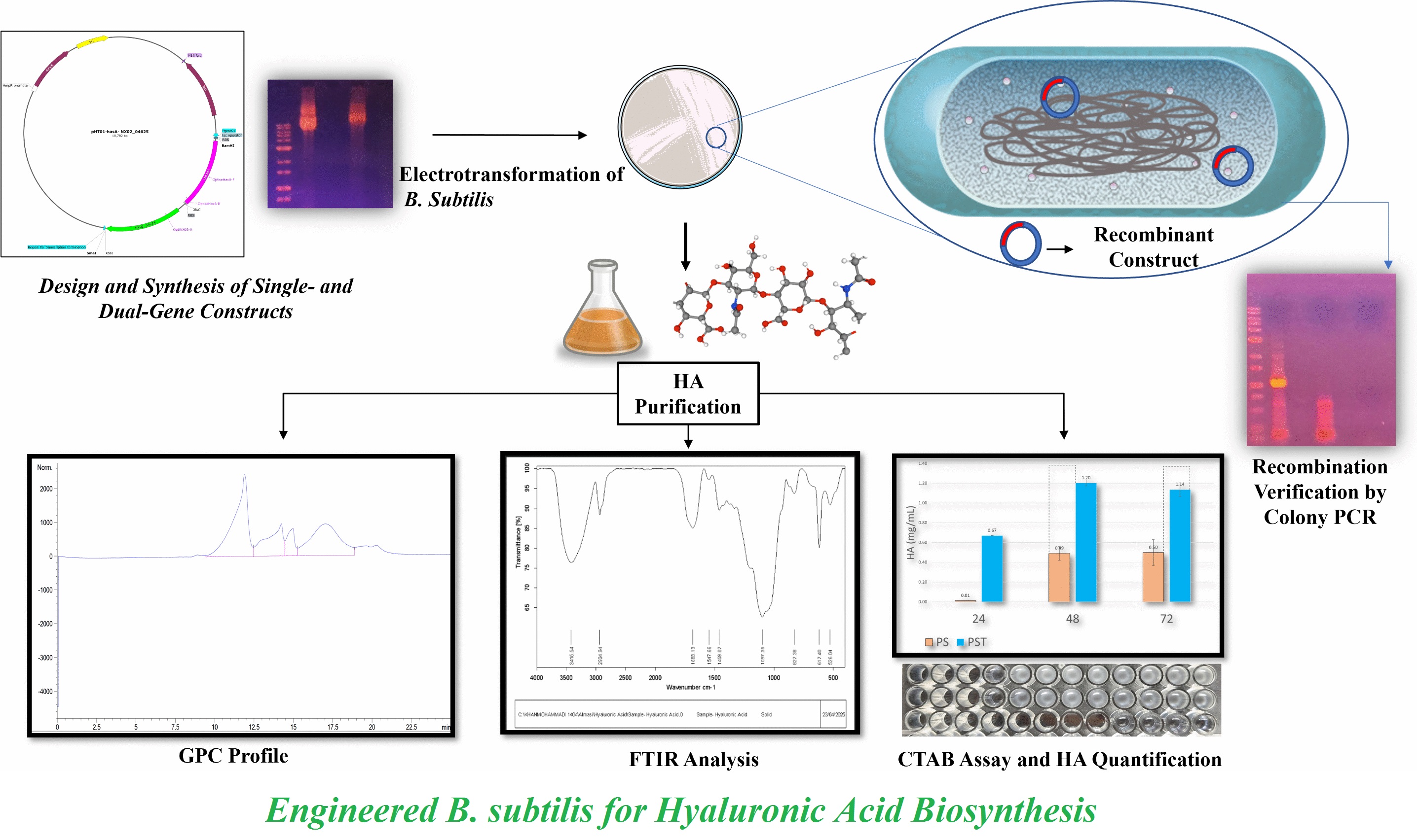 Engineered B. subtilis for Hyaluronic Acid Biosynthesis 