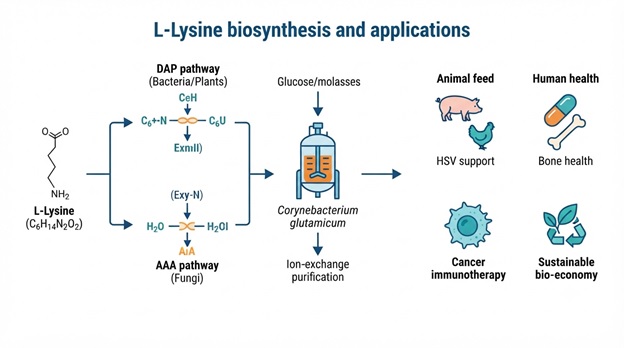 L-Lysine: Biosynthesis to Uses