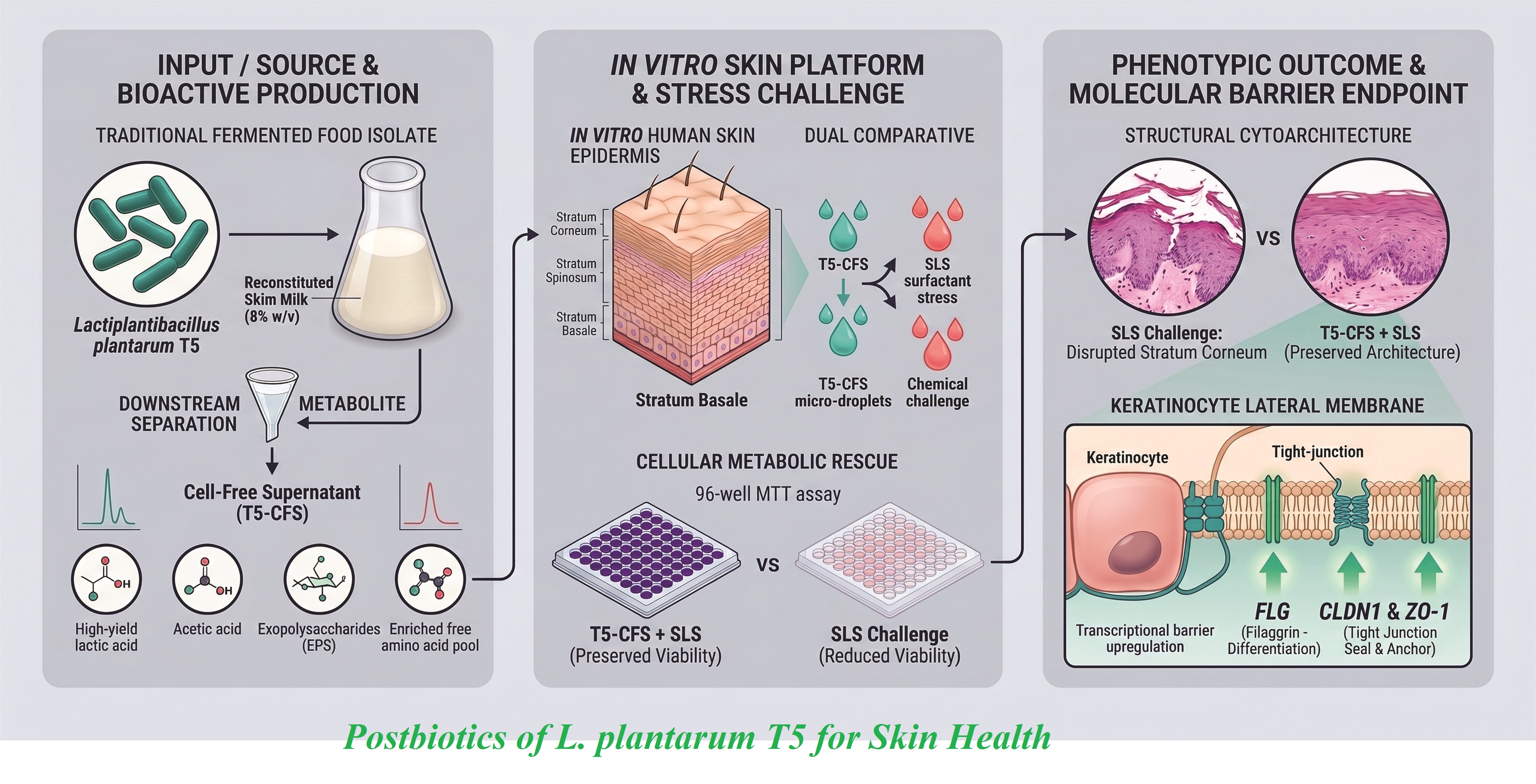 Bioactive Composition & Cutaneous Effect of L. plantarum
