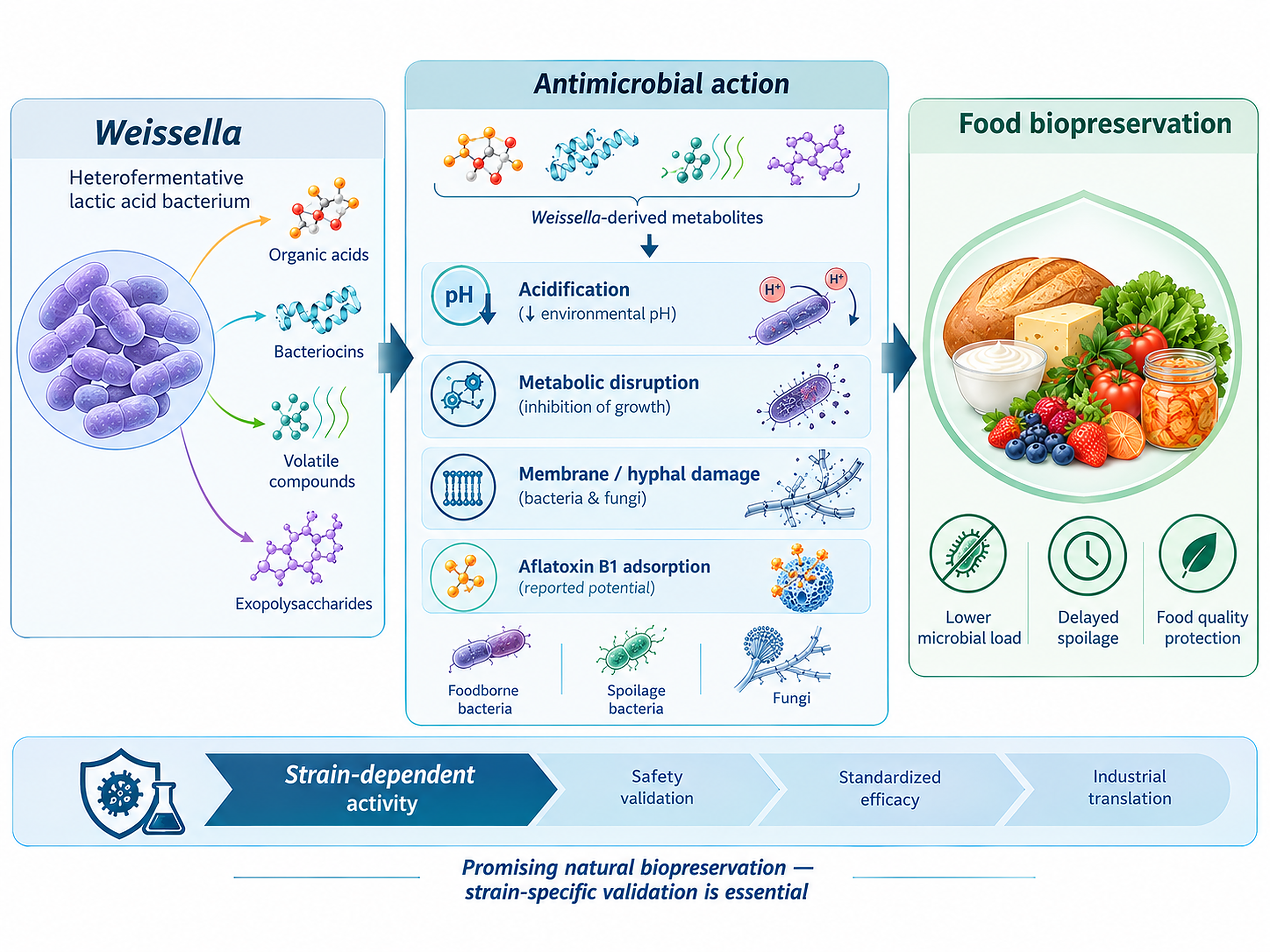 Weissella: Antimicrobial and Food Biopreservation Potentials